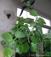 Image result for Cissus rotundifolia