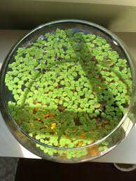 Treatment appears in fna volume 2. My Salvinia Minima Is Growing Like Crazy In My Jarrarium Jarrariums
