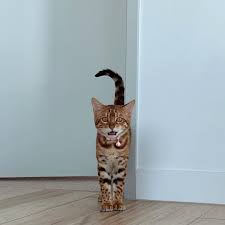 Find great deals on ebay for bengal kittens for sale. Bengal Cats For Sale Near Me Bengal Kittens For Sale Near Me