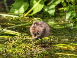 Trapping voles with mouse traps mouse snap traps can be used to kill voles. How To Get Rid Of Voles How I Get Rid Of