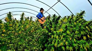 Check spelling or type a new query. Tom Wall S Journey Into The Secret Life Of Marijuana Plants One Hitters Detroit Detroit Metro Times