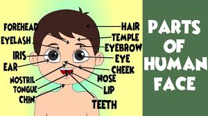 Check spelling or type a new query. All Parts Of The Face In English Human Face Parts Names Human Head Vocabulary Youtube