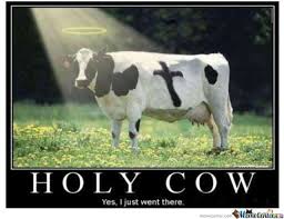 20 Fantastically Funny Cow Memes To Put You In A Happy Moo D Cows Funny Cow Puns Cow