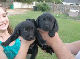 Owning a pet is a wonderful and fulfilling experience, and at pups lab, we want to make that experience as easy and enjoyable as possible. Ckc Registered Black Lab Puppies Marion Sc Carolina Sportsman Classifieds Nc