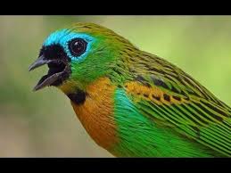 Bird Sounds Birds Singing Pin En Saska