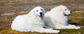 In search of new homes with loving families. Maremma Sheepdog Dog Breed Profile Petfinder