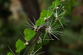 Image result for Capparis fascicularis