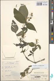 Image result for Brachystephanus