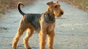Airedale Terriers Pet Health Insurance Tips This breed has strong round bone and combines strength and agility. airedale terriers pet health