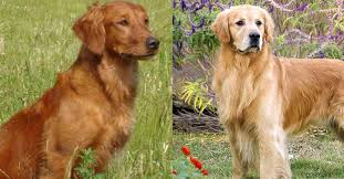 The goal was to combine these two highly popular. Red Golden Retriever The Complete Guide Puppies Price Differences Golden Hearts