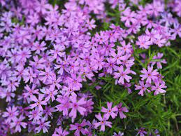 Maybe you would like to learn more about one of these? 19 Types Of Flowering Ground Covers