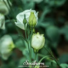Image result for eustoma lisianthus in garden