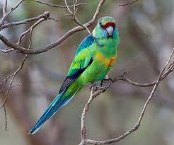 .birds, but birds are increasingly becoming a concern for inhabitants of australia's biggest city flocks of native cockatoos chew away at timber structures and australian noisy miner birds are, well. Birds