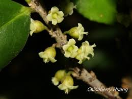 Image result for Pentaphylacaceae