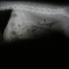 The cancer risk related to the consumption of red meat is more difficult to estimate because the evidence that red meat causes cancer is not as strong. Canine Insulinoma Bishops Stortford Vets