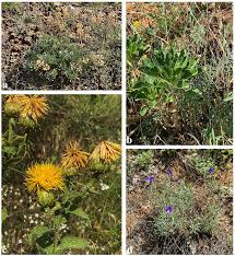 Image result for Haumaniastrum katangense