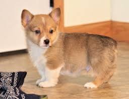 Where can i adopt a corgi puppy. Corgi Puppies For Sale Albany Or Corgi Puppies For Sale Puppies For Sale Corgi