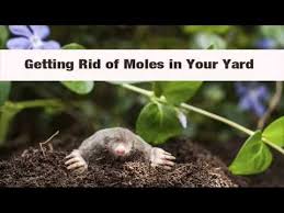 Check spelling or type a new query. How To Get Rid Of Moles Top 3 Simple Tips To Get Rid Of Moles In Yard Youtube