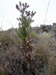 Image result for Senecio purpureus