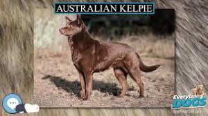 Australian Kelpie Everything Dogs Youtube