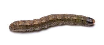 Carpenter ants like to nest in moist, decayed wood. Cutworms In Turf Nc State Extension Publications