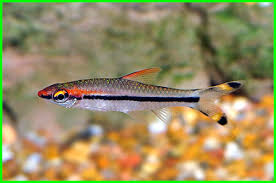 Jenis ikan hias air tawar yang satu ini tekenal karena bentuknya yang unik dan cantik. 9 Jenis Ikan Hias Yang Mirip Seperti Mirip Hiu Ekor9 Com Ekor9 Com