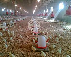 Modern house designs are those house designs that are based on the designs of the present times as opposed to the remote ones built in the past. Poultry Shed Chicken Farm Building House For 10000 Chickens Poultry Farm Design Poultry Farm Poultry Farm Buildings