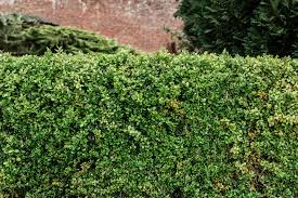 Allamanda is a thick bush that can be formed into a nice hedge or used as an accent plant. 10 Best Evergreens For Privacy Screens And Hedges
