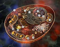 1300 arbeitsblätter für den deutschunterricht. Zelle Ii Tierische Zelle