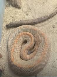 Check spelling or type a new query. Mar 2020 Aruba Island Rattlesnake Zoochat
