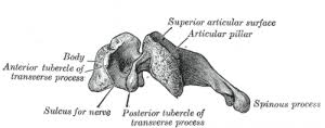Check spelling or type a new query. Cervical Vertebrae Physiopedia