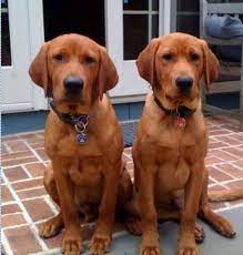 Fox Red Labrador Puppies For Sale Near Me Off 55 Www Usushimd Com