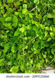 Image result for Cissampelos mucronata