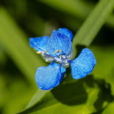 Image result for Commelina subulata