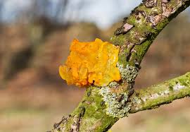 Dried tremella mushroom latin name: 2 034 Jelly Body Photos Free Royalty Free Stock Photos From Dreamstime