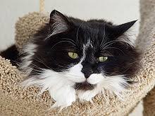 Psychology today says that stroking their soft fur is relaxing in a way that is akin to meditation. Domestic Long Haired Cat Wikipedia