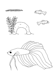 Betta fish black background coloring book for adults: Free Life Cycle Coloring Pages Stuwahacreations