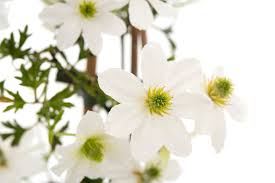 Clematis 'early sensation', and the cartmanii hybrids produce so many flowers that they often exhaust themselves and generate little in the way of new growth. Waldrebe Early Sensation Clematis Early Sensation Gunstig Online Kaufen