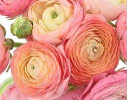 10 Ranunculus White Shades Bulbs Bulbs 3 Get 4th Free Etsy Garden Care Flower Garden Ranunculus Flowers
