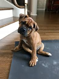 Find great deals on ebay for old english bulldog puppies. Minnesota S First Genuine Leavitt Bulldogs