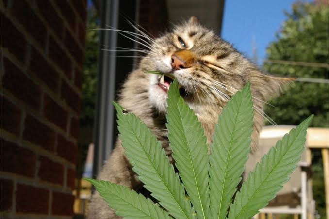 Amsterdam Genetics » Pets and Weed: Why Cats Love Cannabis
