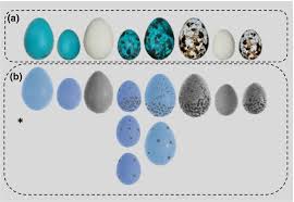 Discover our favorite ways to use this fresh color throughout the home. Which Egg Features Predict Egg Rejection Responses In American Robins Replicating Rothstein S 1982 Study Luro 2018 Ecology And Evolution Wiley Online Library