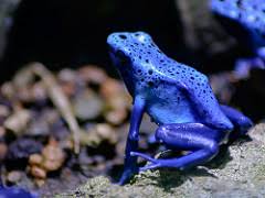 Blue Poison Dart Frog Facts Lesson For Kids Educational Videos For Kids Study Com Poison dart frogs, also called poison arrow frogs, are known for two things — their striking appearance and their poisonous venom. blue poison dart frog facts lesson for
