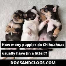 Pomeranians average between 1 to 4 pups a litter. How Many Puppies Do Chihuahuas Usually Have In A Litter