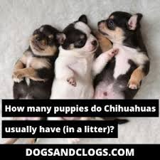 These pooches may have long or short hair, and can be bred in many different colors. How Many Puppies Do Chihuahuas Usually Have In A Litter