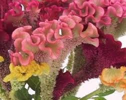 Image result for Aquilegia vulgaris Tower Mix