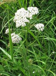 Siankärsämö (achillea millefolium) on ketojen eli kuivien niittyjen kukka. Siankarsamo Roundup