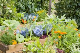 Maybe you would like to learn more about one of these? 29 Plants You Should Always Grow Side By Side Companion Planting