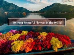 Wedding bouquet for the bride. 10 Most Beautiful Flowers In The World World Flowers List Beauti