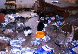 Wenn mieterinnen mit katze im erdgeschoß wohnen, so kann normalerweise der hausflur für das tier freigegeben werden, damit es in den garten und wieder in die wohnung hineingelangen kann. Katzenelend In Berlin Wo Die Wilden Katzen Leben Berlin Tagesspiegel